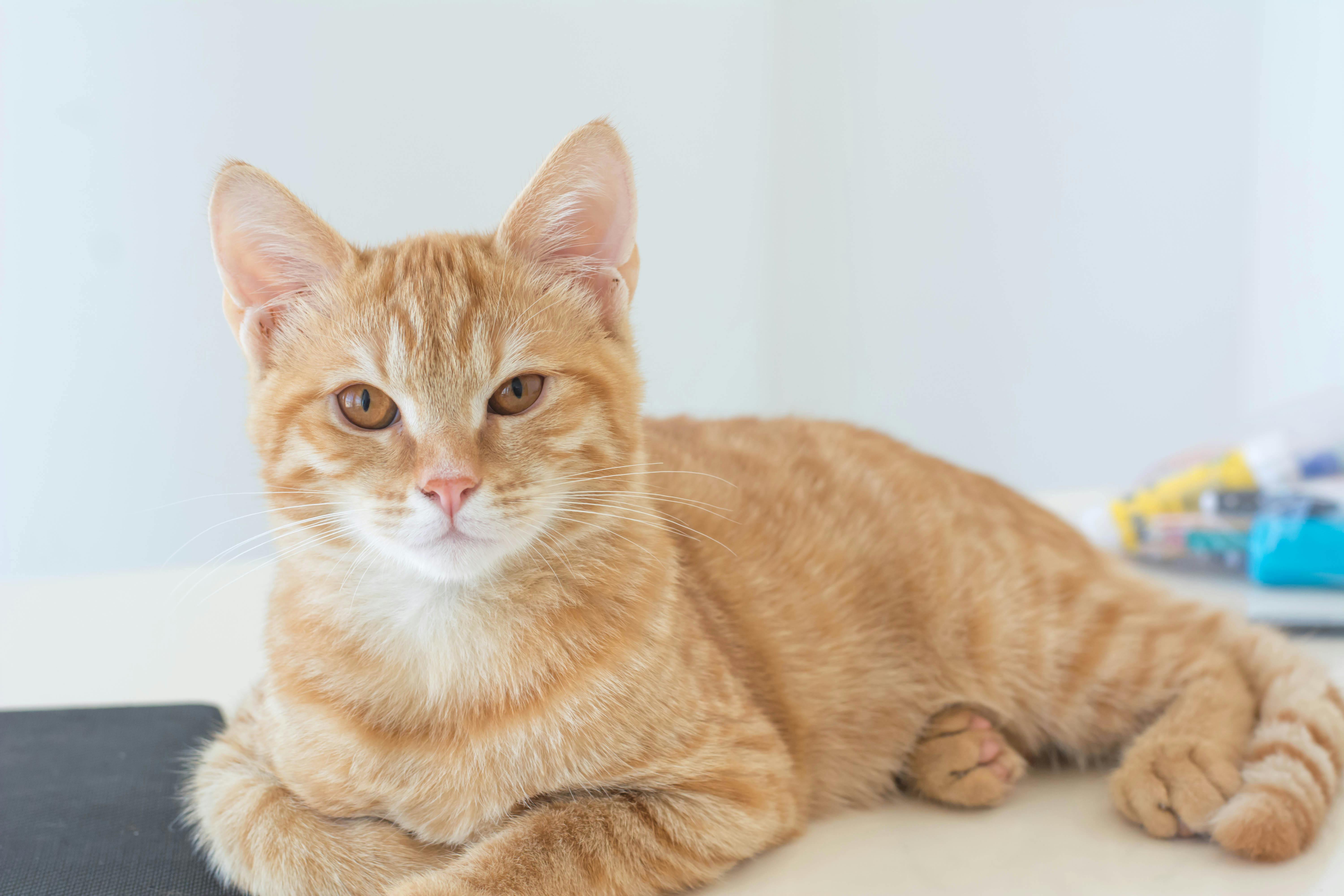 고양이 캣타워 활용 방법, 반려묘의 공간을 …